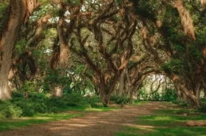 De Djawatan Forest