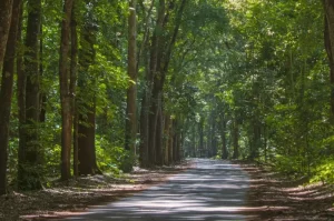 Taman Nasional Alas Purwo
